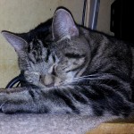 Min katt